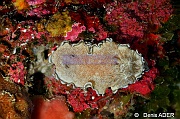 Glossodoris hikuerensis-Wakatobi Batuata Island-19m-20180603-Denis-ADER-DSC_3745_tn